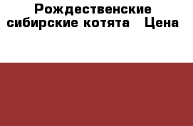 Рождественские сибирские котята › Цена ­ 2 000 - Самарская обл. Животные и растения » Кошки   
